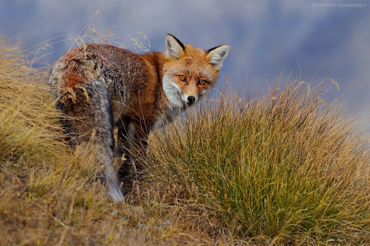 Volpe autumn ...