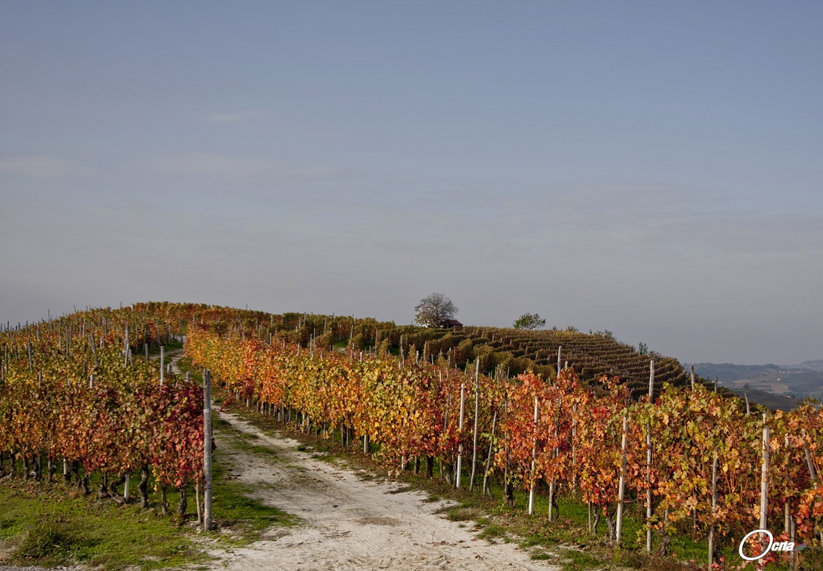 vigna in autunno