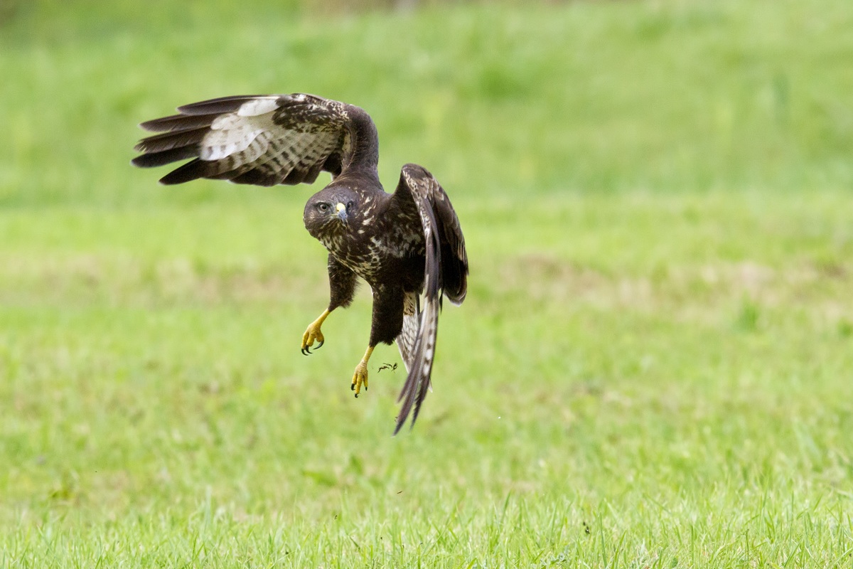 buzzard