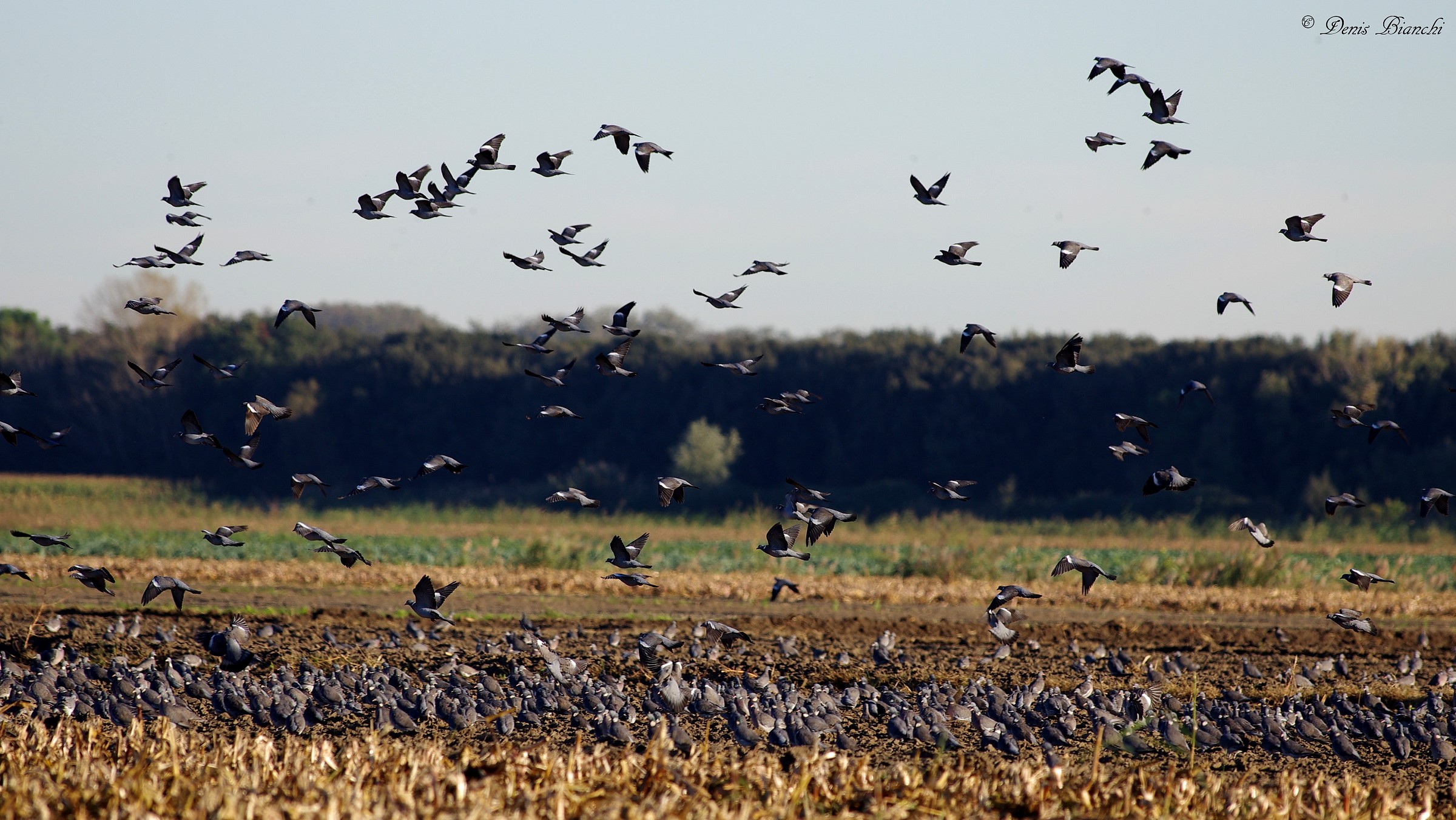 Gathering of pigeons 10/24/2014