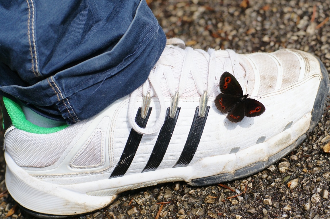 butterfly of the Eastern Alps