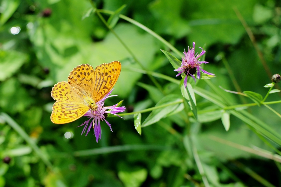 farfalla delle alpi orientali