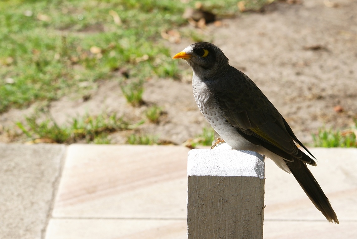 volatile australiano