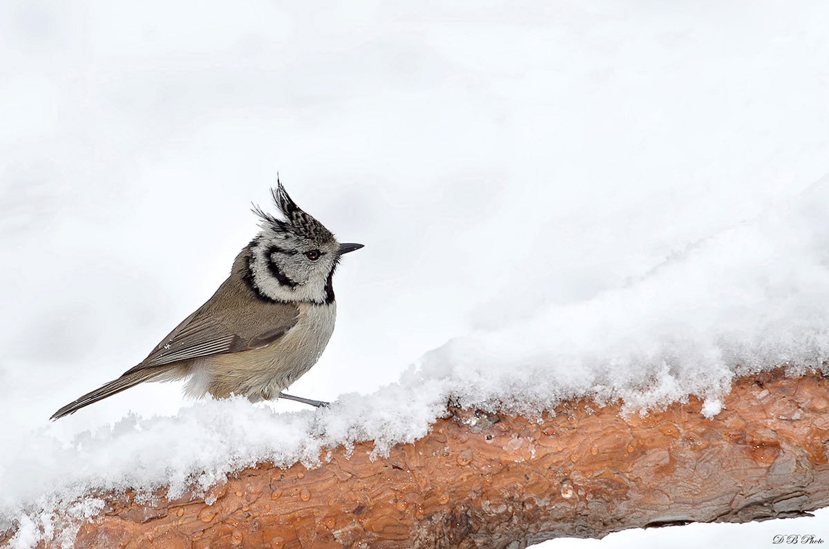 Crested Tit immersed in the snow ....