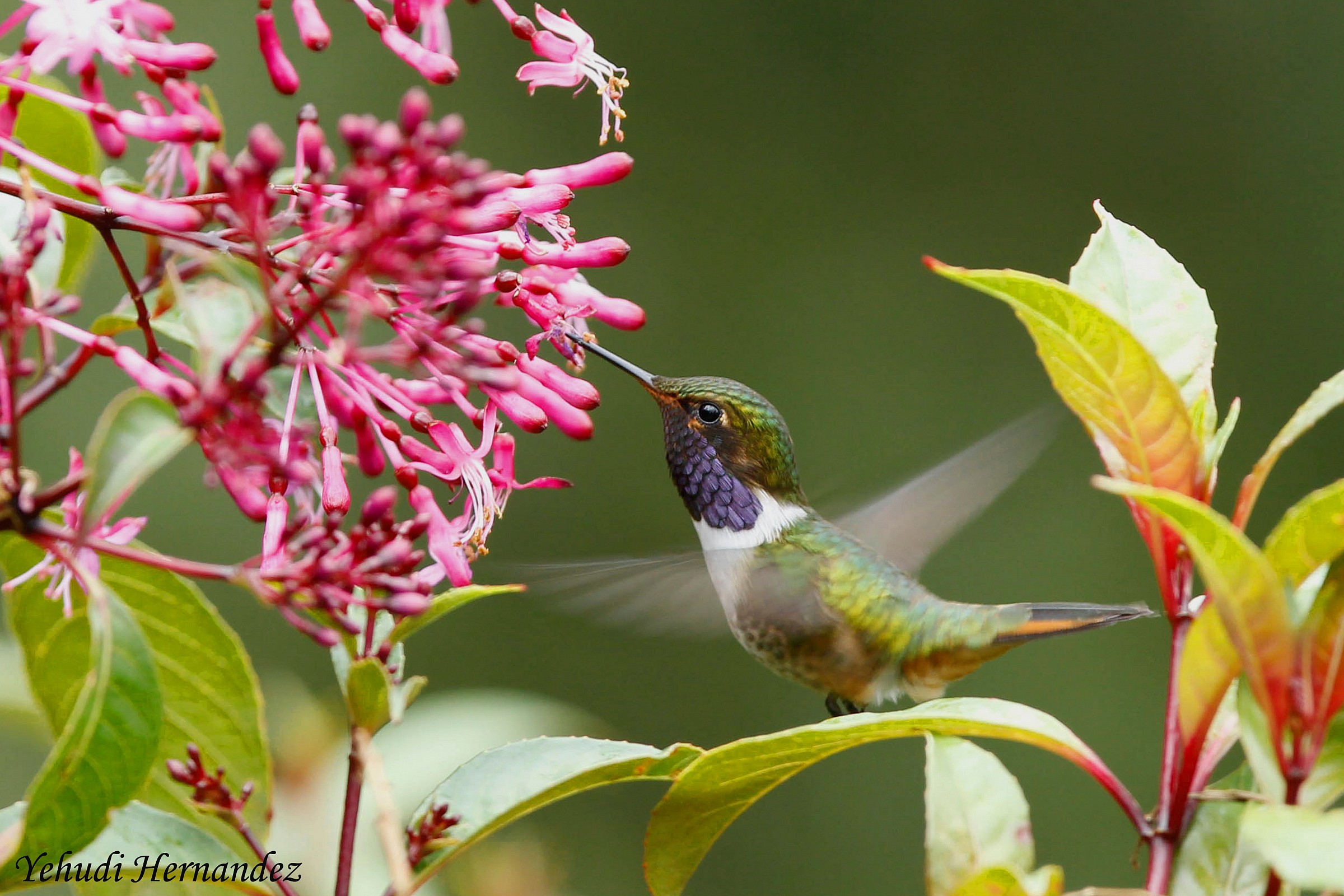 Vulcano Hummingbird