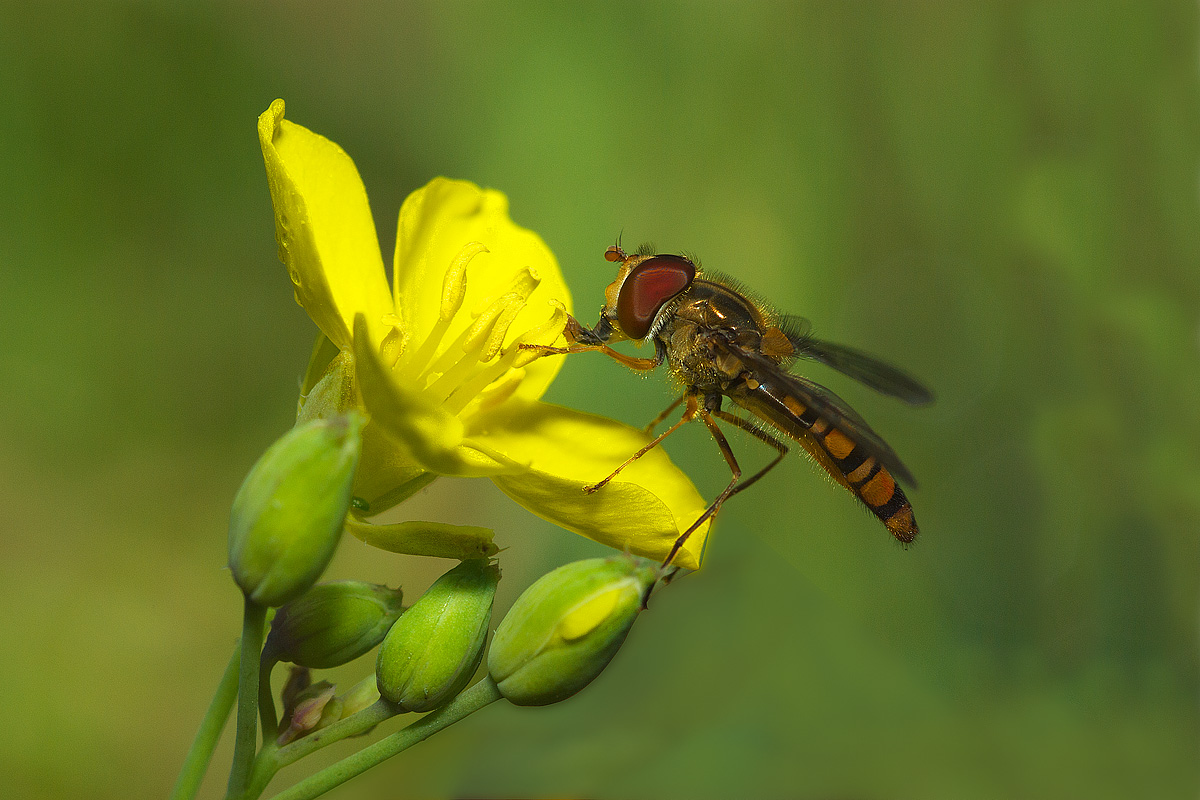 Sphaerophoria scripta (Linnaeus, 1758) - Syrphidae posata su...