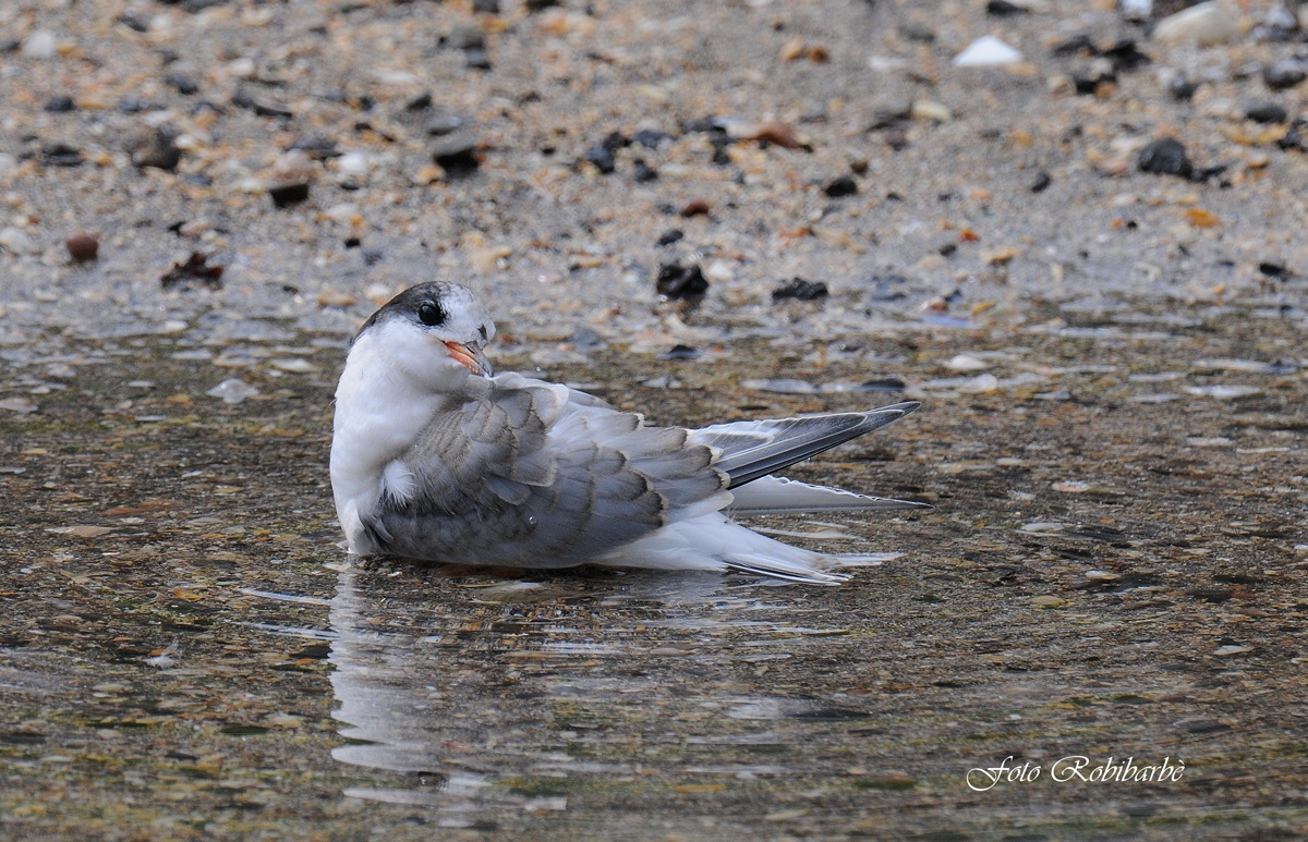 Bellezza al bagno....
