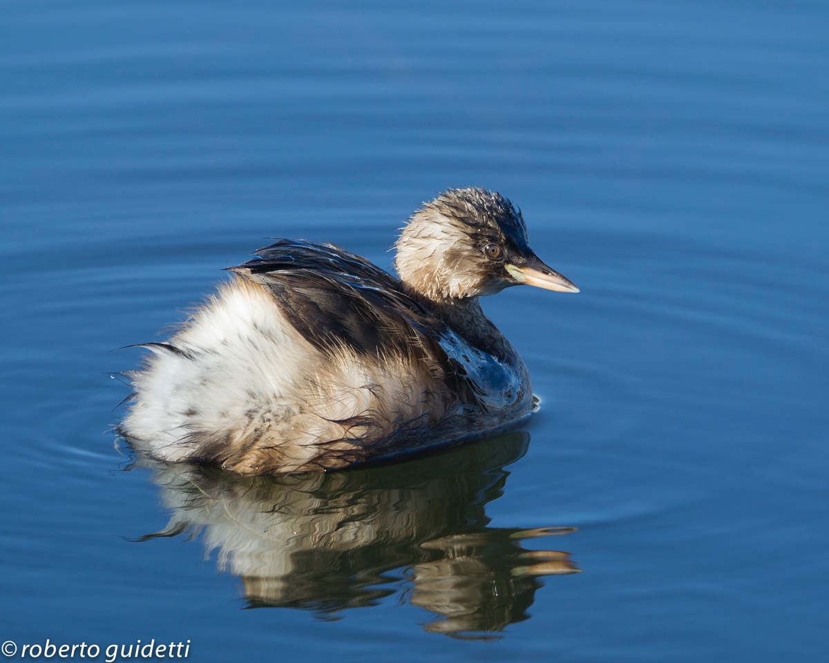 little grebe