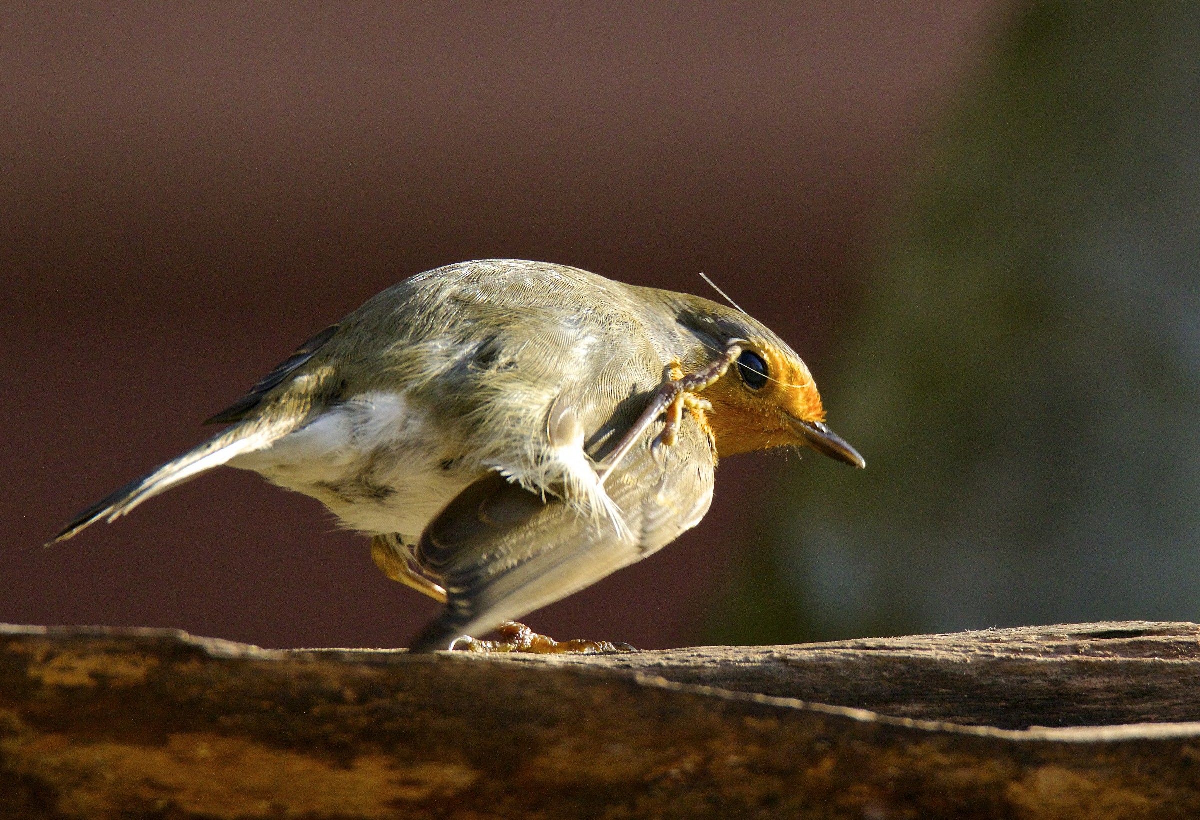 la grattatina del pettirosso