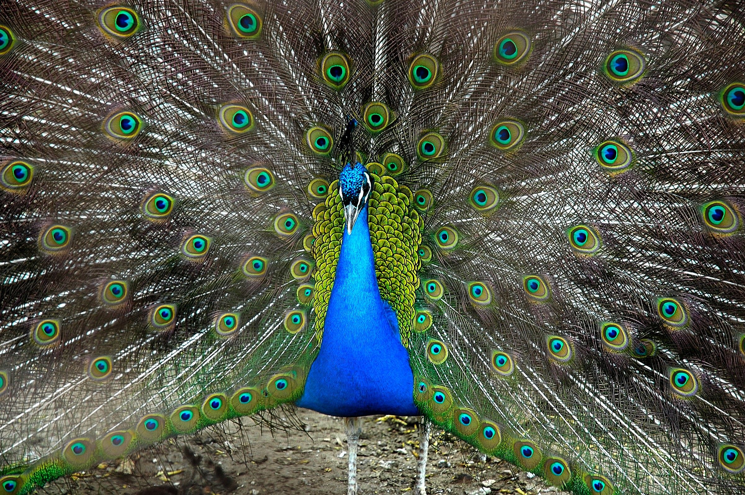 Peacock