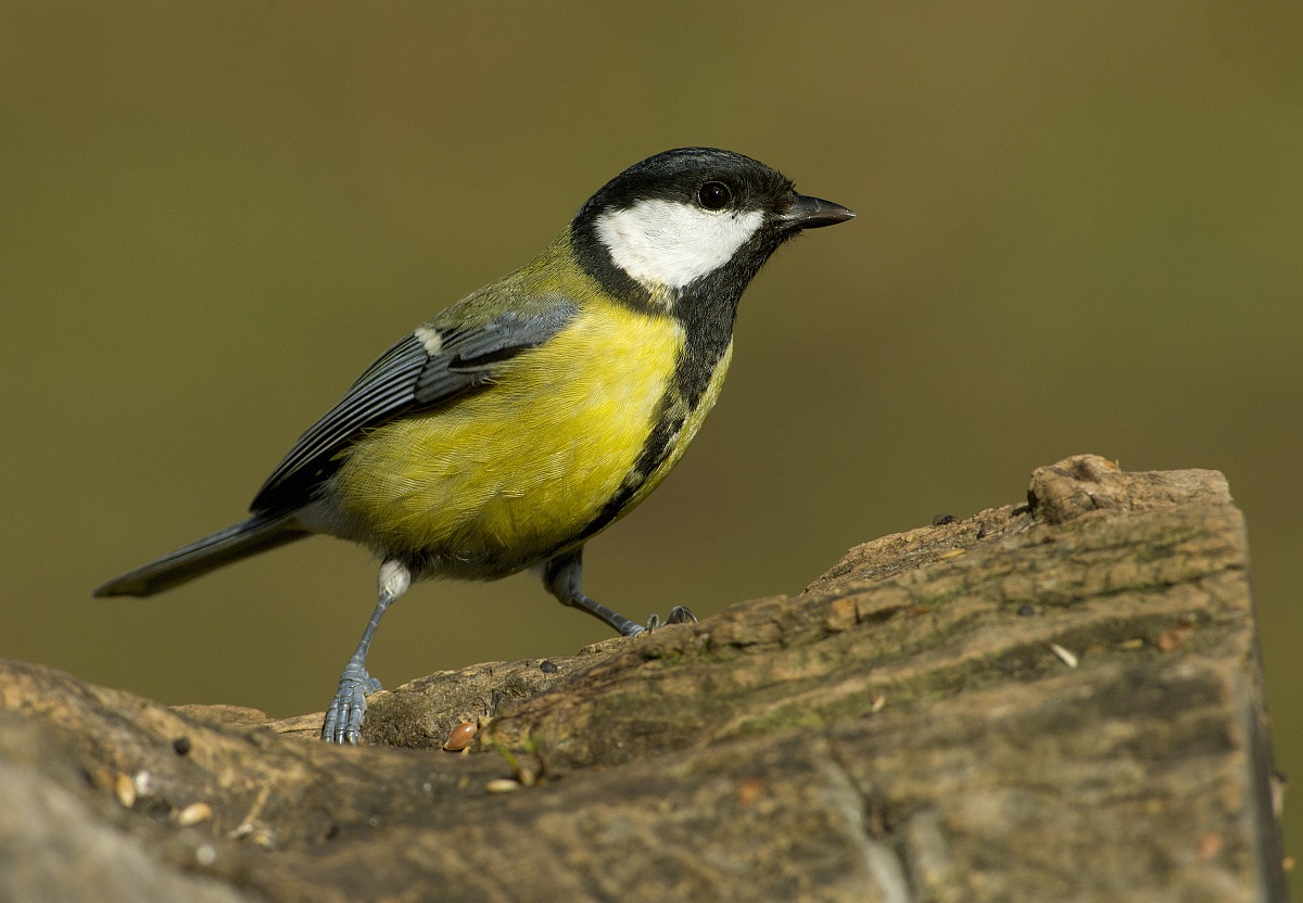 great tit