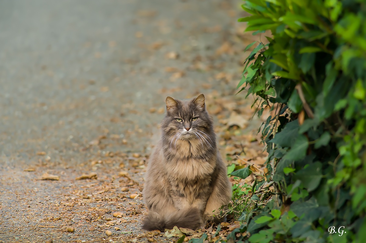 Cat on the banks of the river