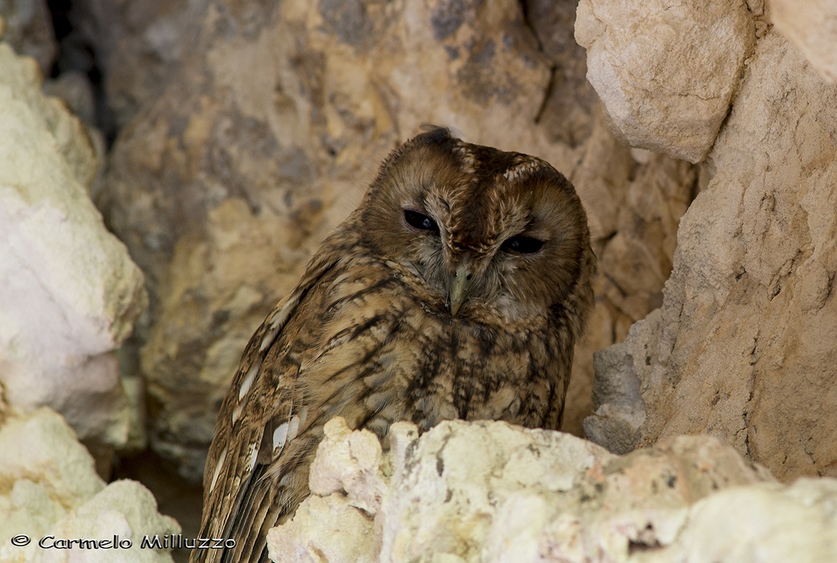 Ti vedo - Strix aluco -