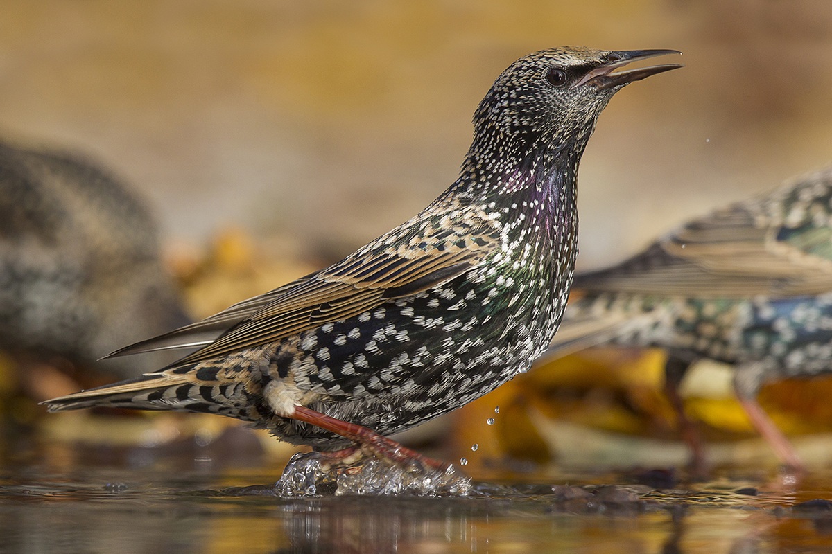 un altro storno comune