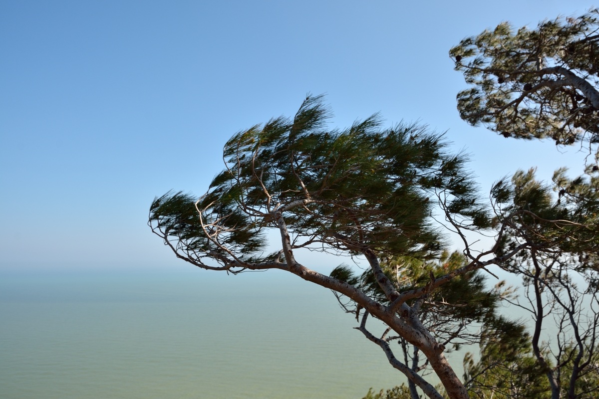 Riviera del Conero step Wolf