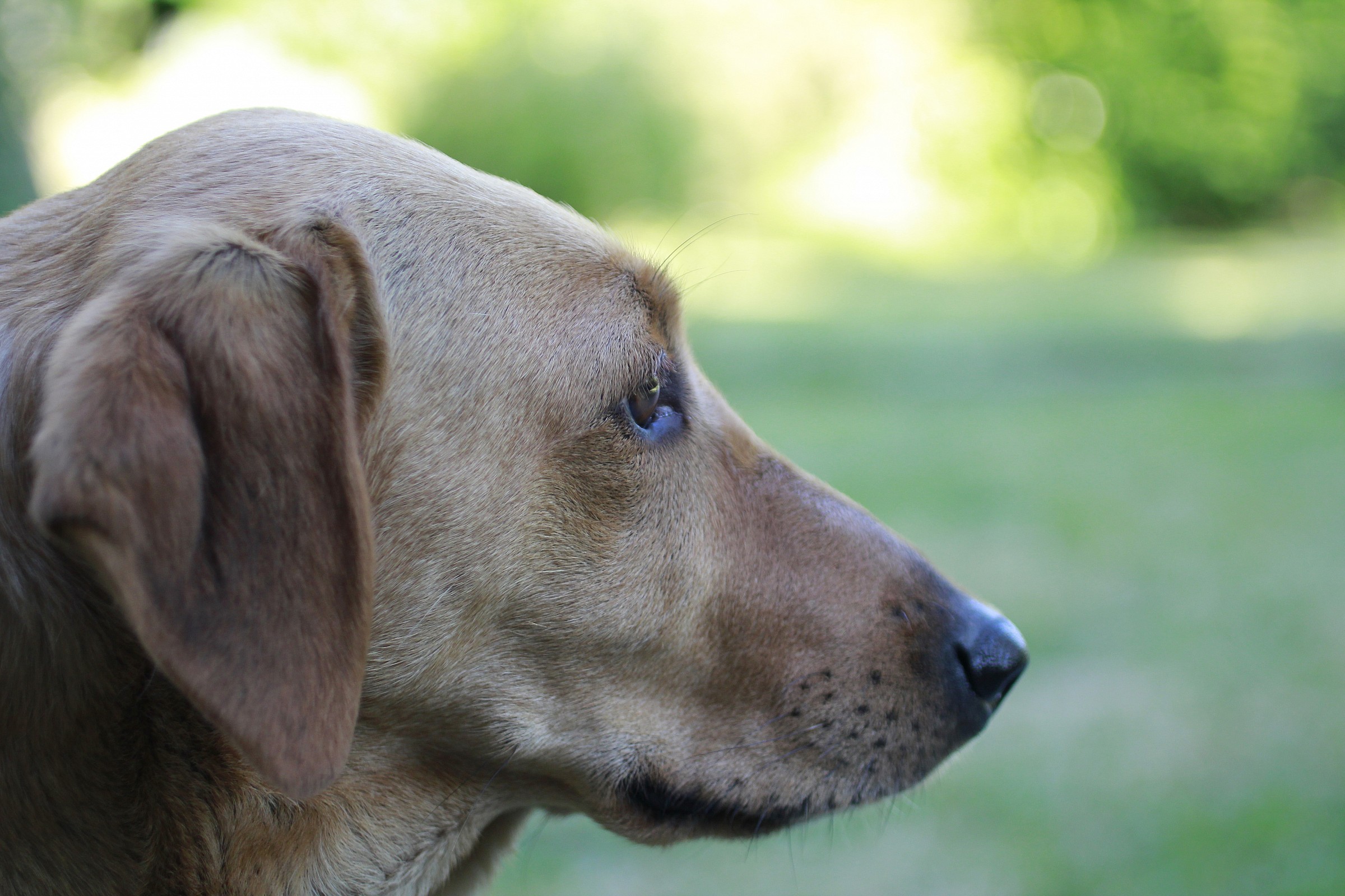 Sempre vigile Bianca