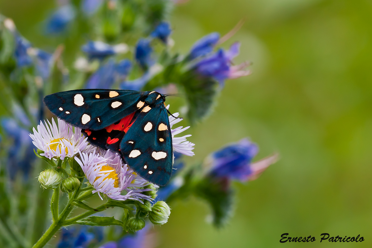 Hexapoda Lepidoptera Arctiidae Callimorpha dominula