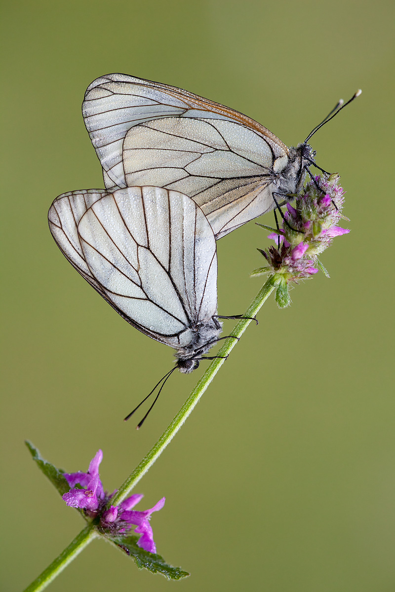 Aporia crataegi