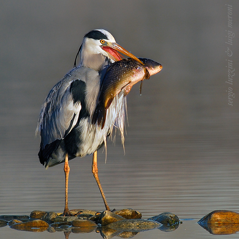 breakfast heron