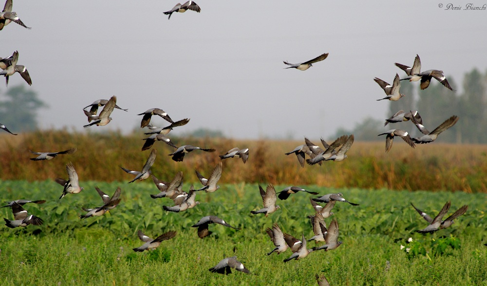 Pigeons in the stubble