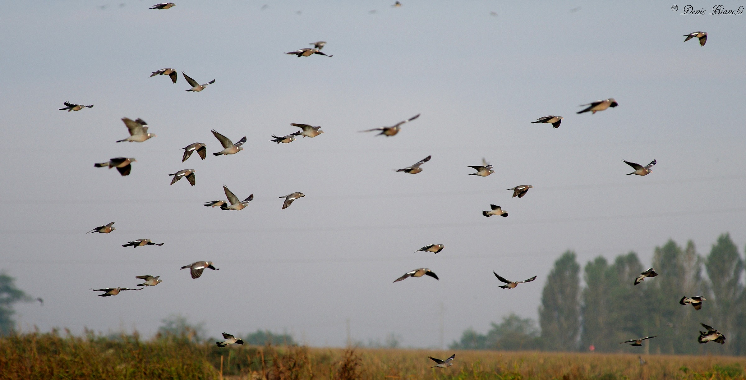stormo colombacci in calata nei campi