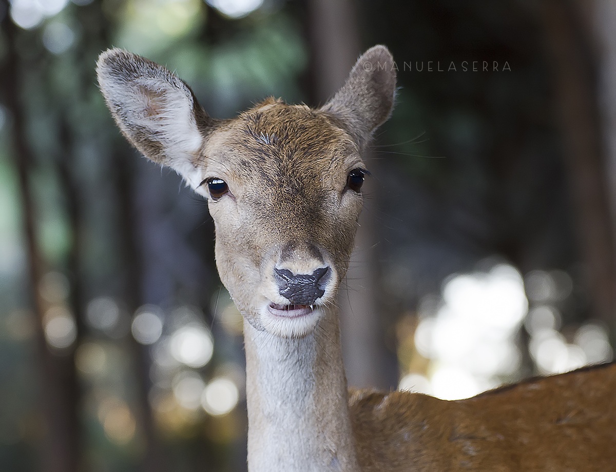 Daino ladro di carote