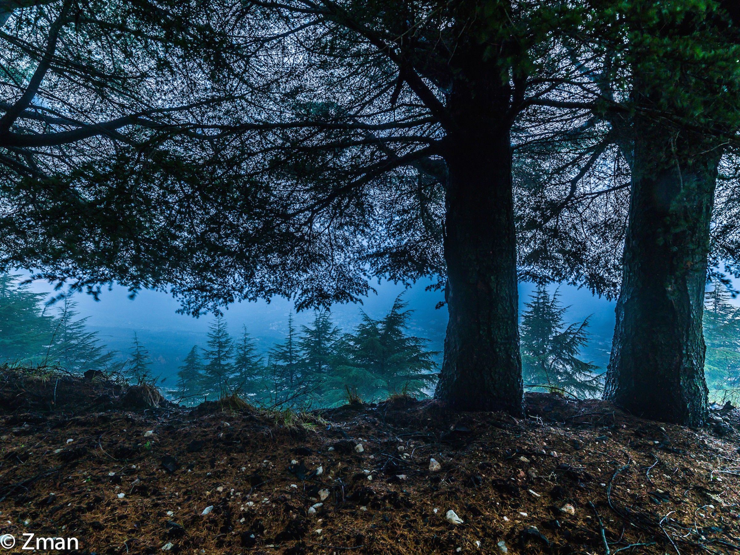 I cedri del Al Barouk