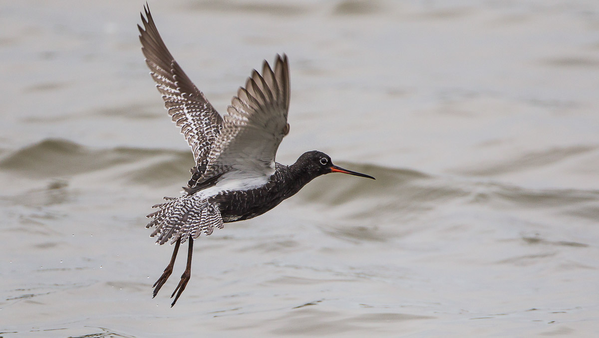 Spotted Redshank