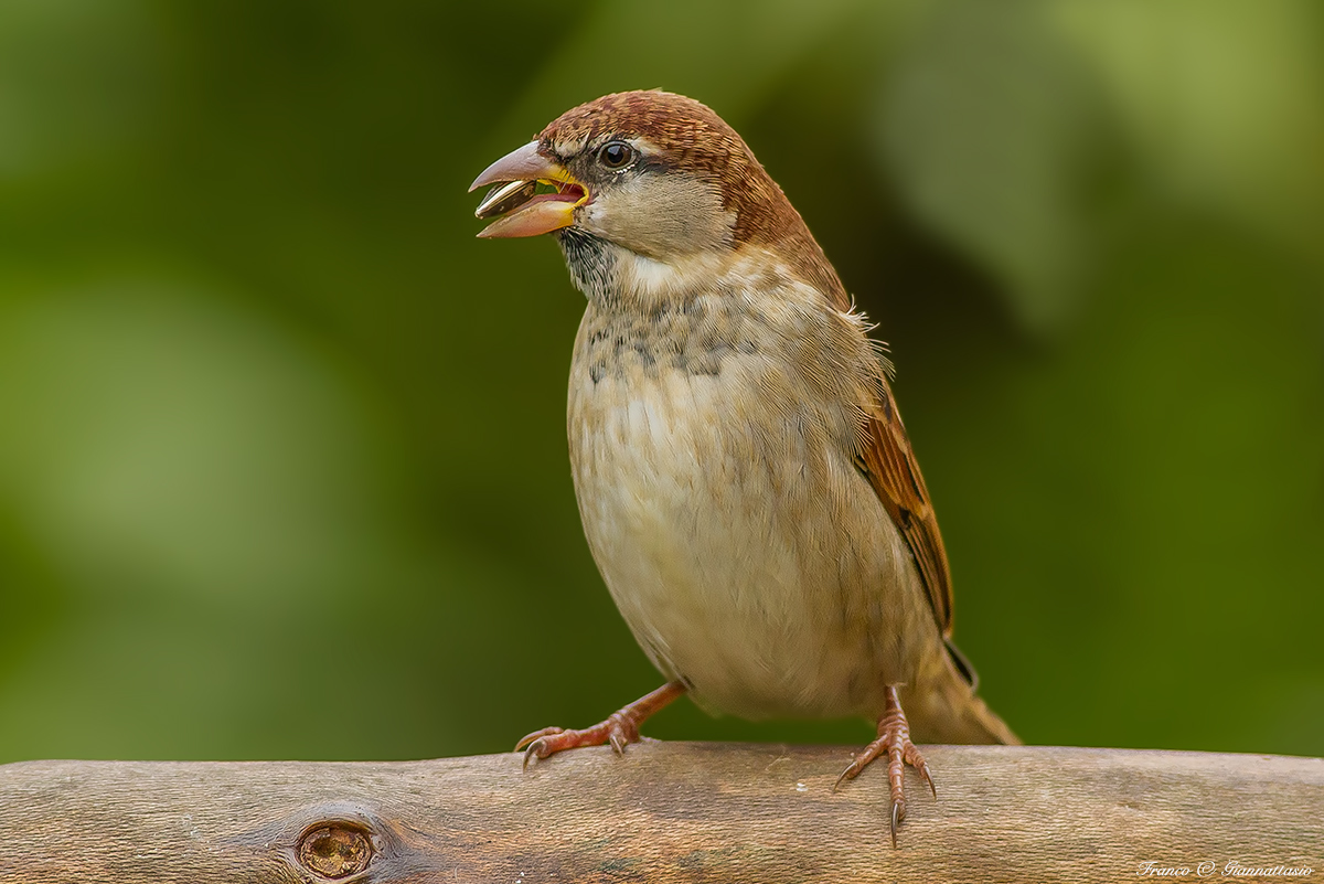 Sparrow with seed.