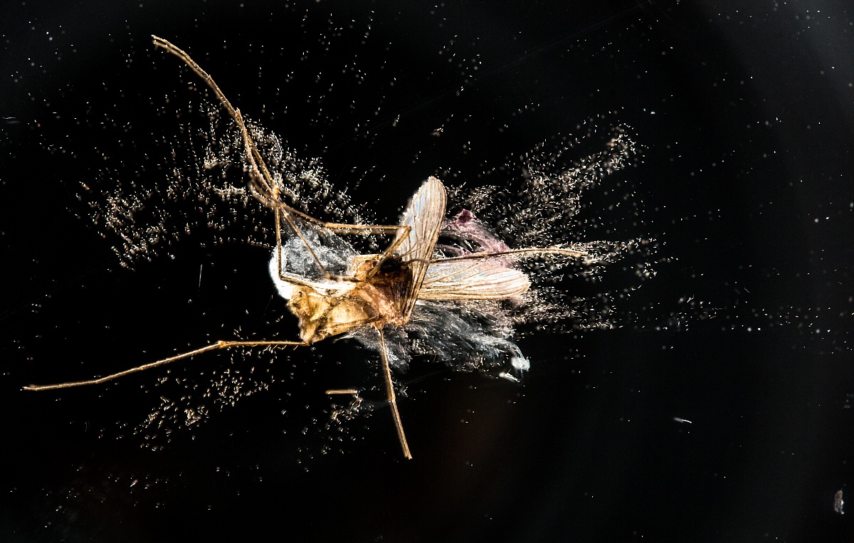 per vedere  se poi e' tanto difficile morire