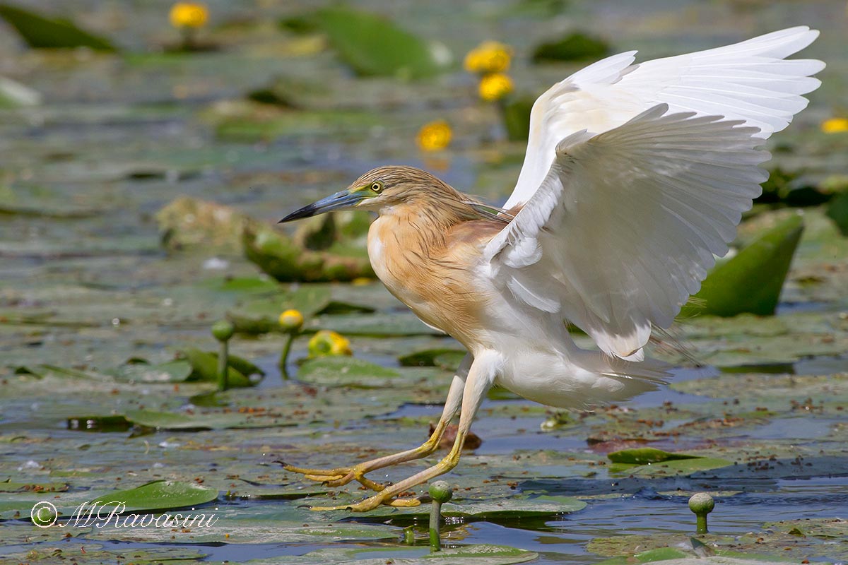 Sgarza ciuffetto in decollo