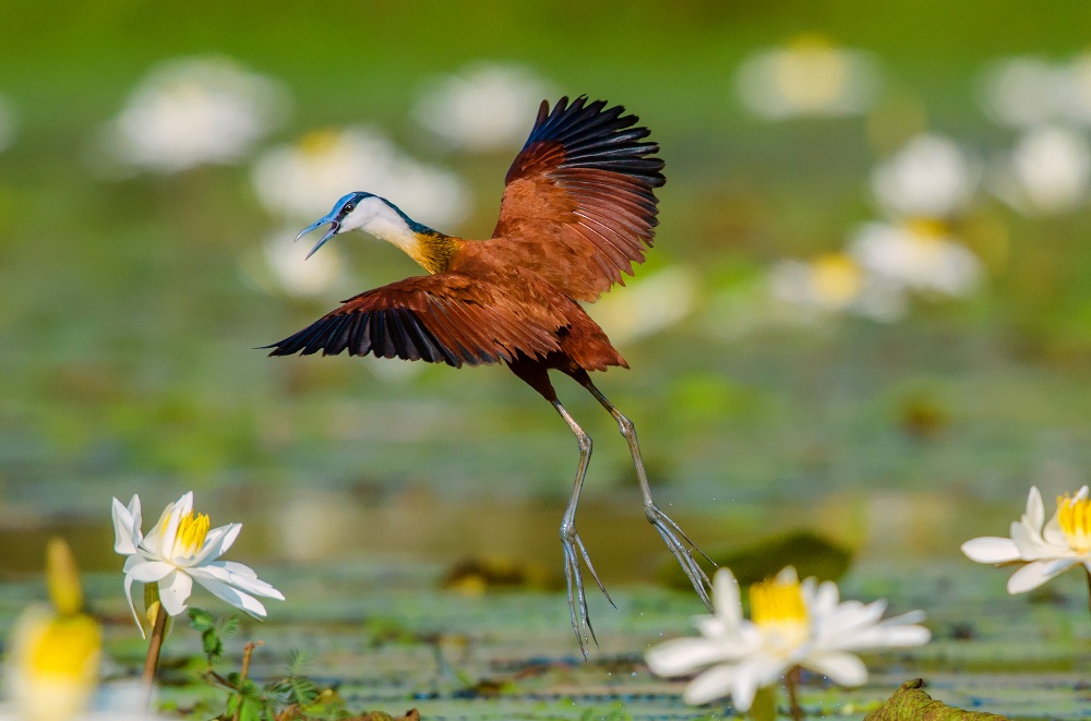 african jacana