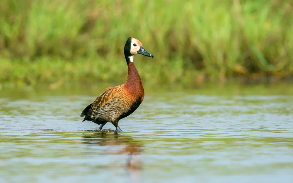white faced whistling duck