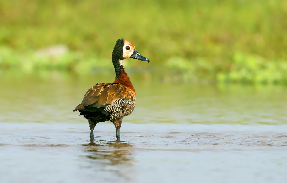 white faced whistling duck