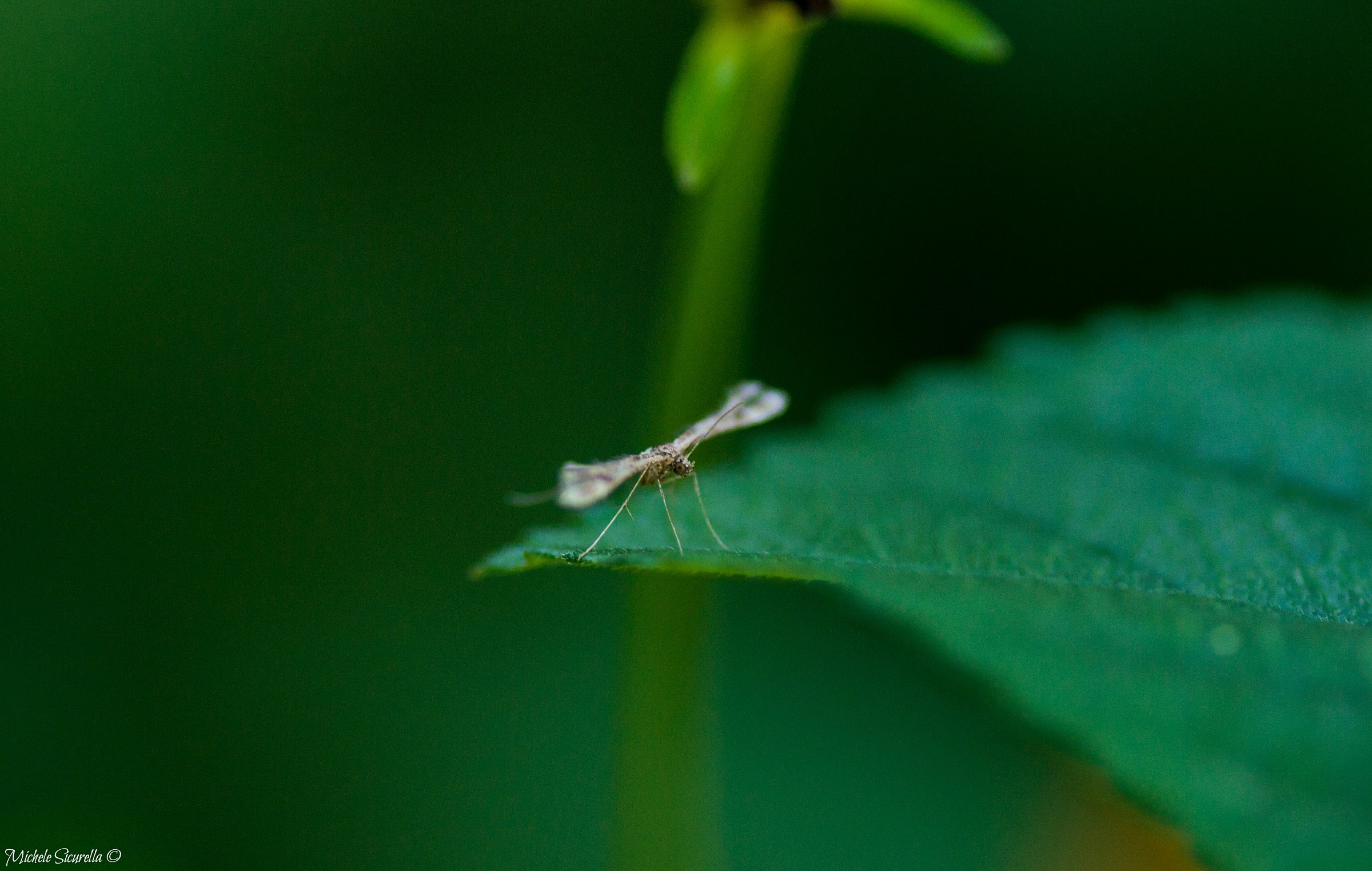 Piccolissimo Insettino