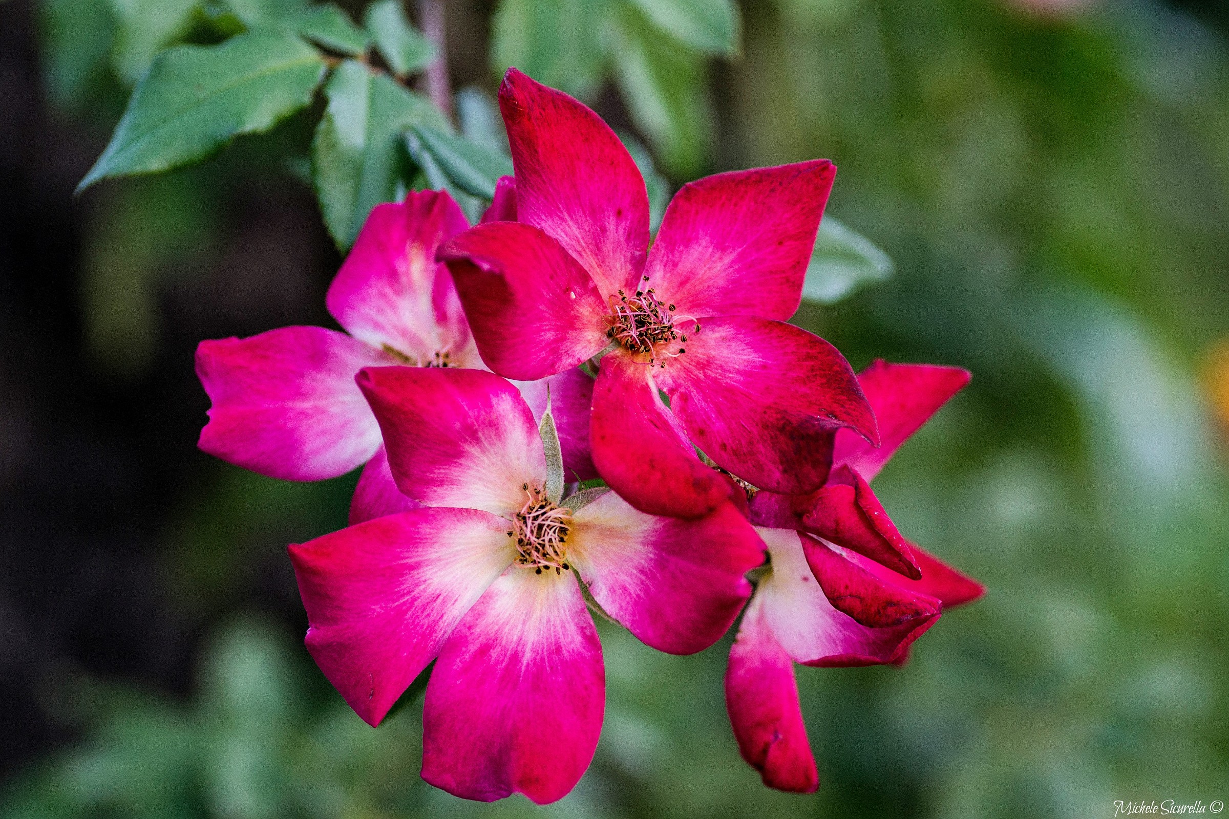 Fiori rosa e bianchi