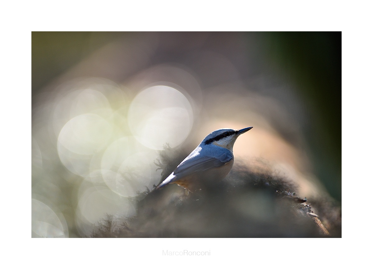 nuthatch