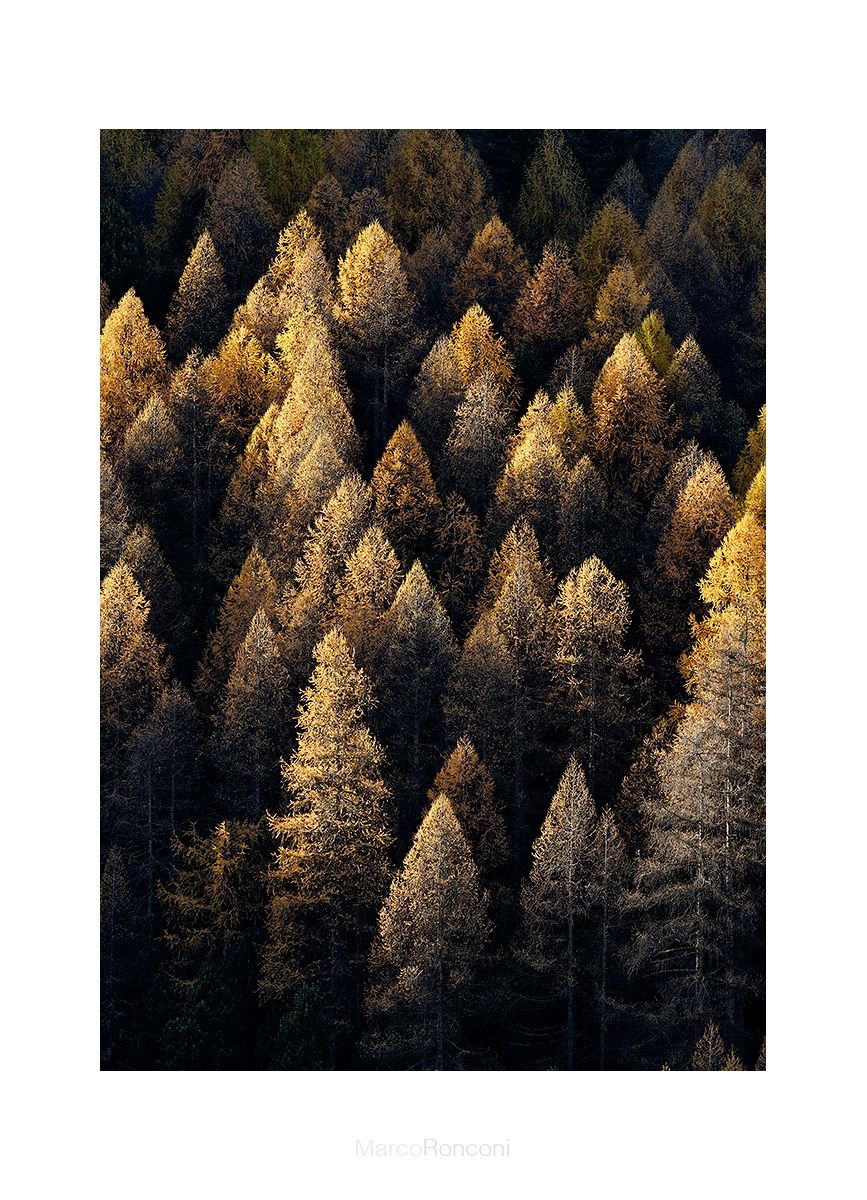 larches of Val roseg