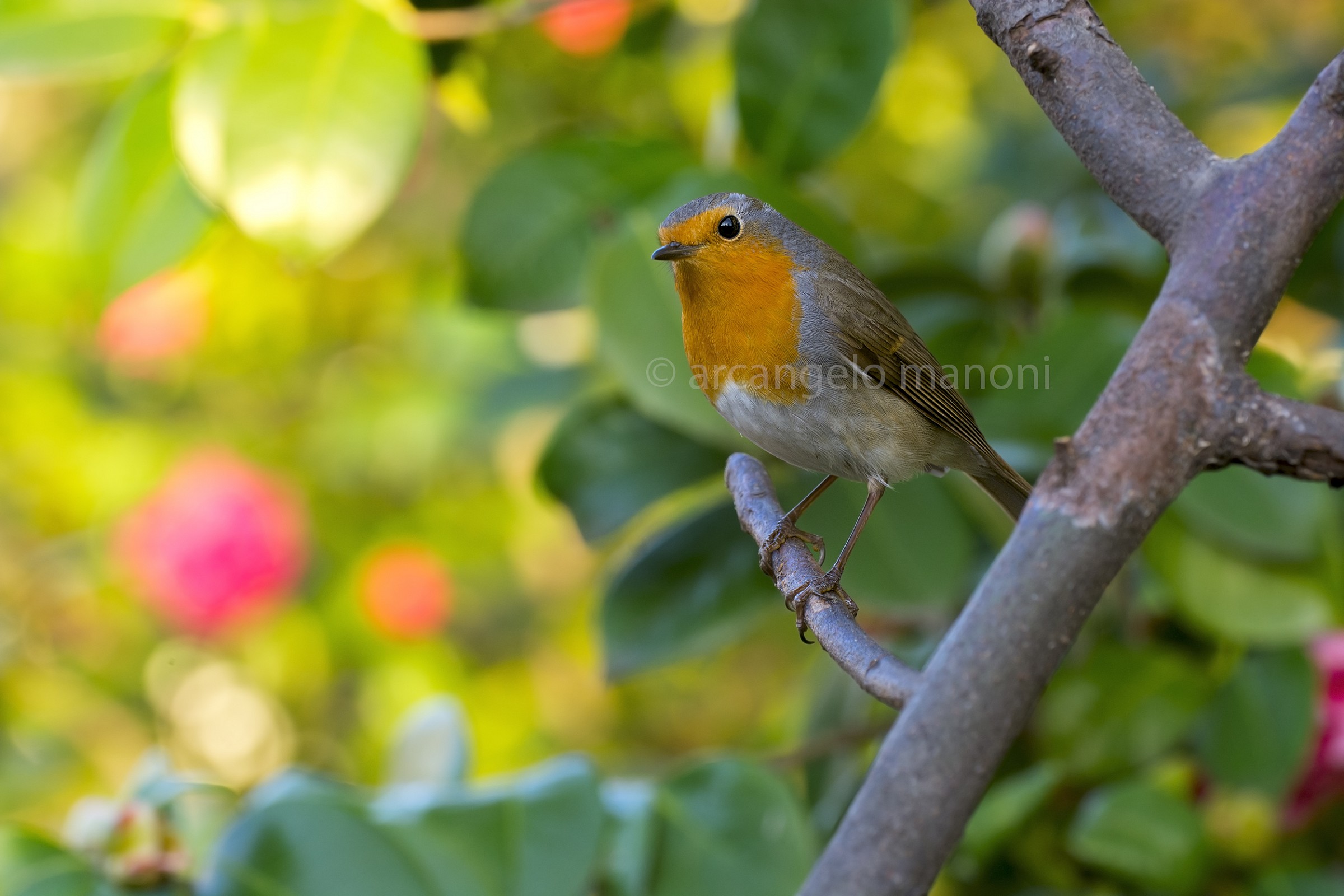 Affacciato al balcone sul giardino