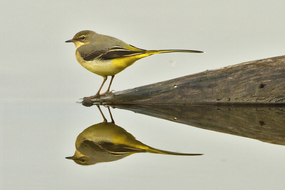 Ballerina Gialla allo specchio