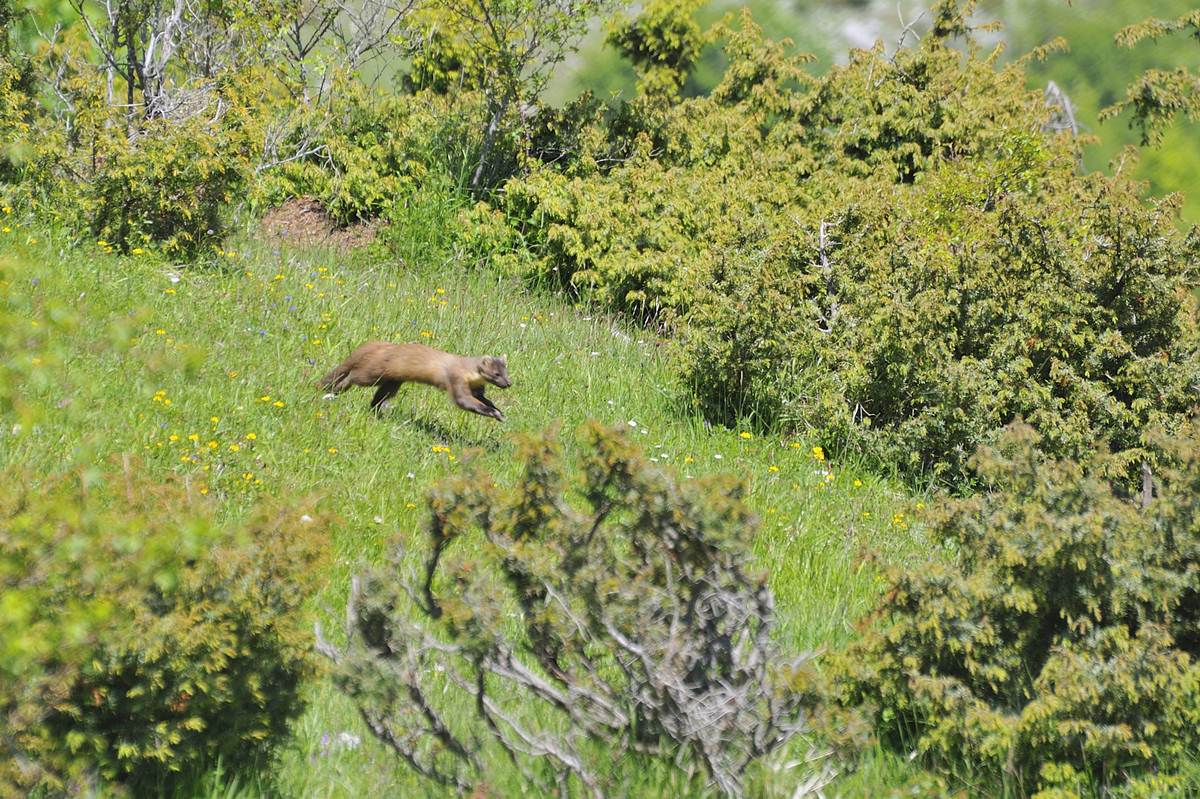il balzo della martora