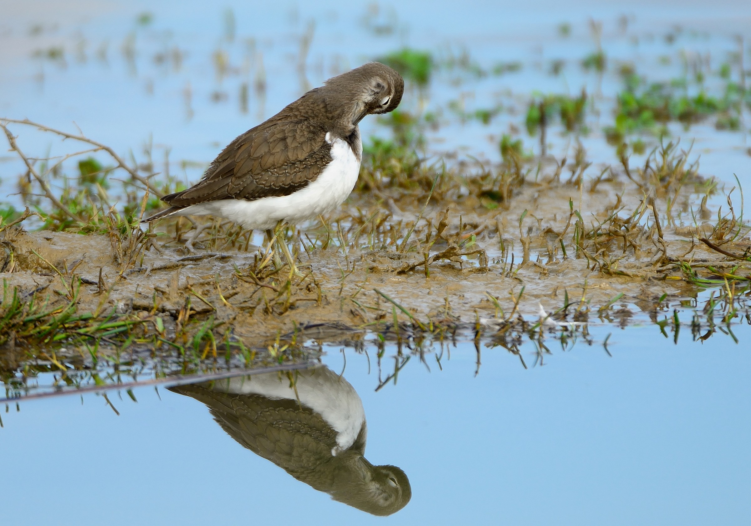 Cleaning the mirror (small piropiro)