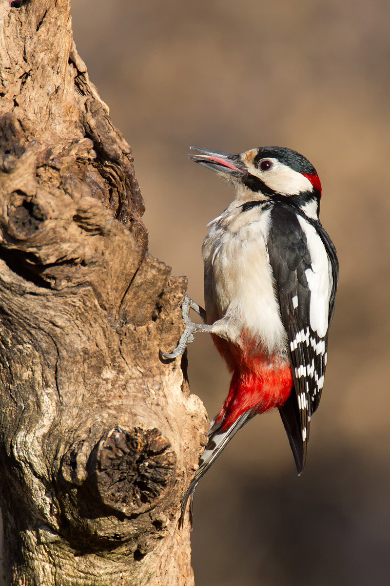 Picchio rosso maggiore