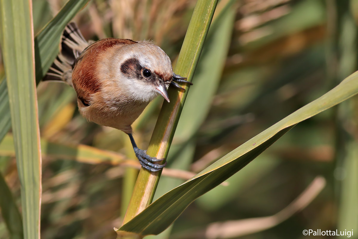 Pendolino (Remiz pendulinus)