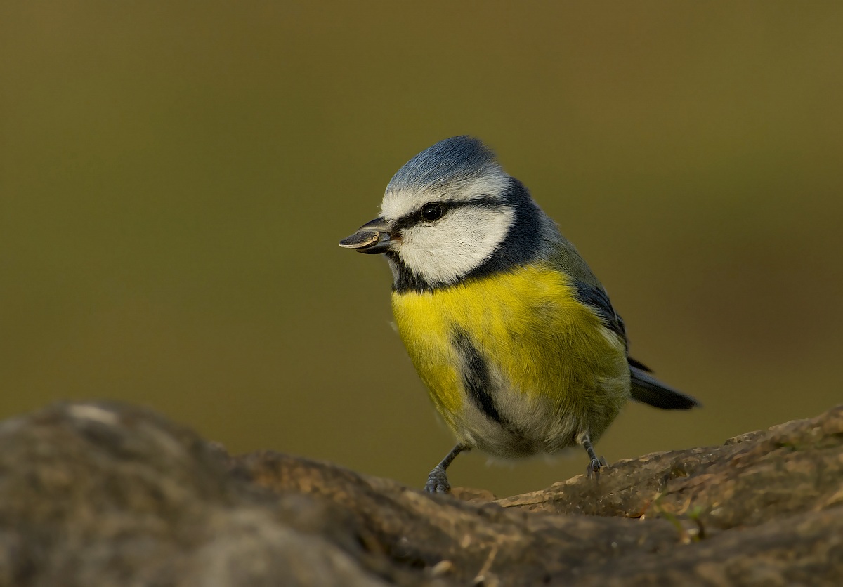 cultured with bite in the mouth, rude