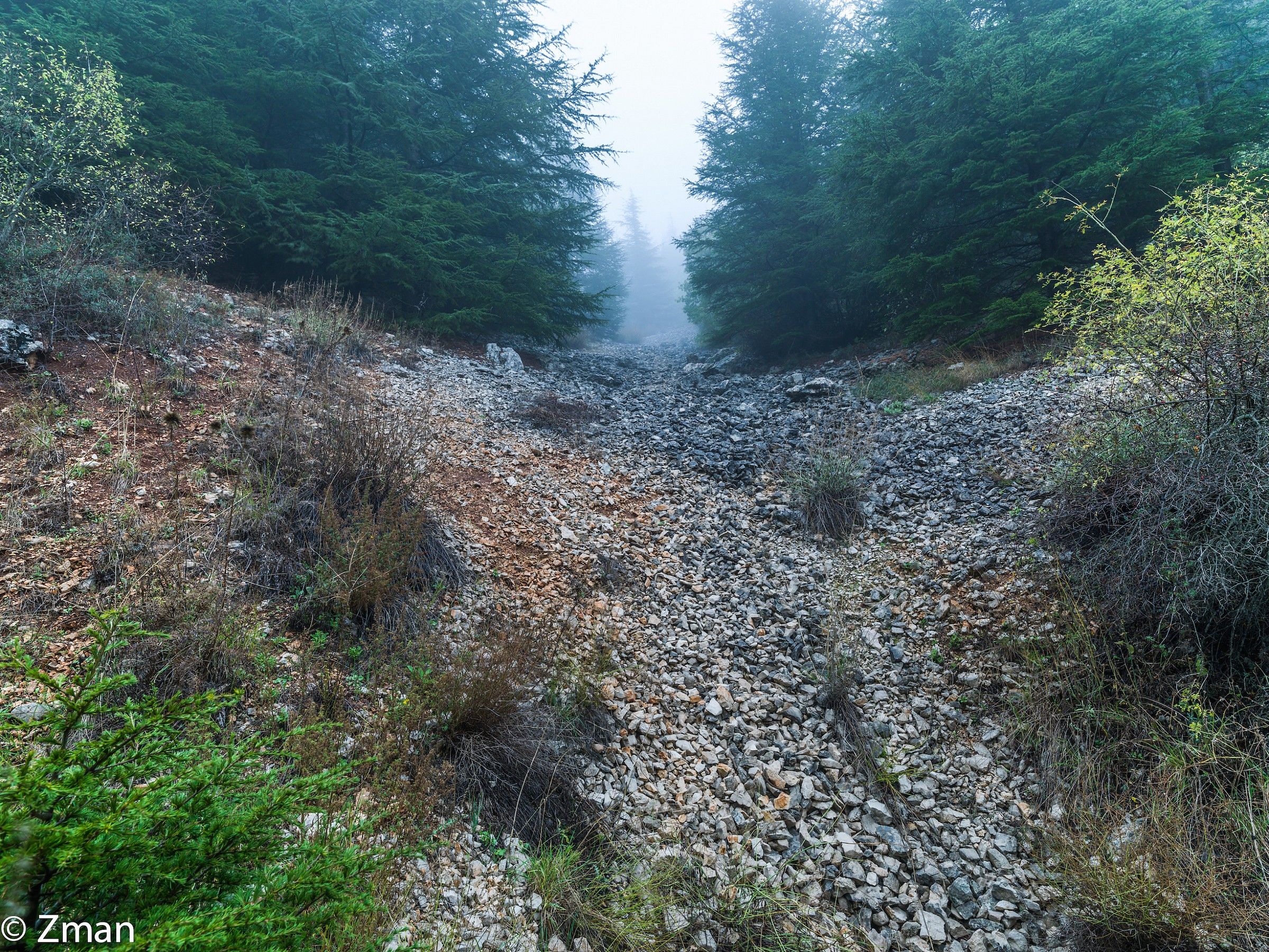 I cedri del Al Barouk