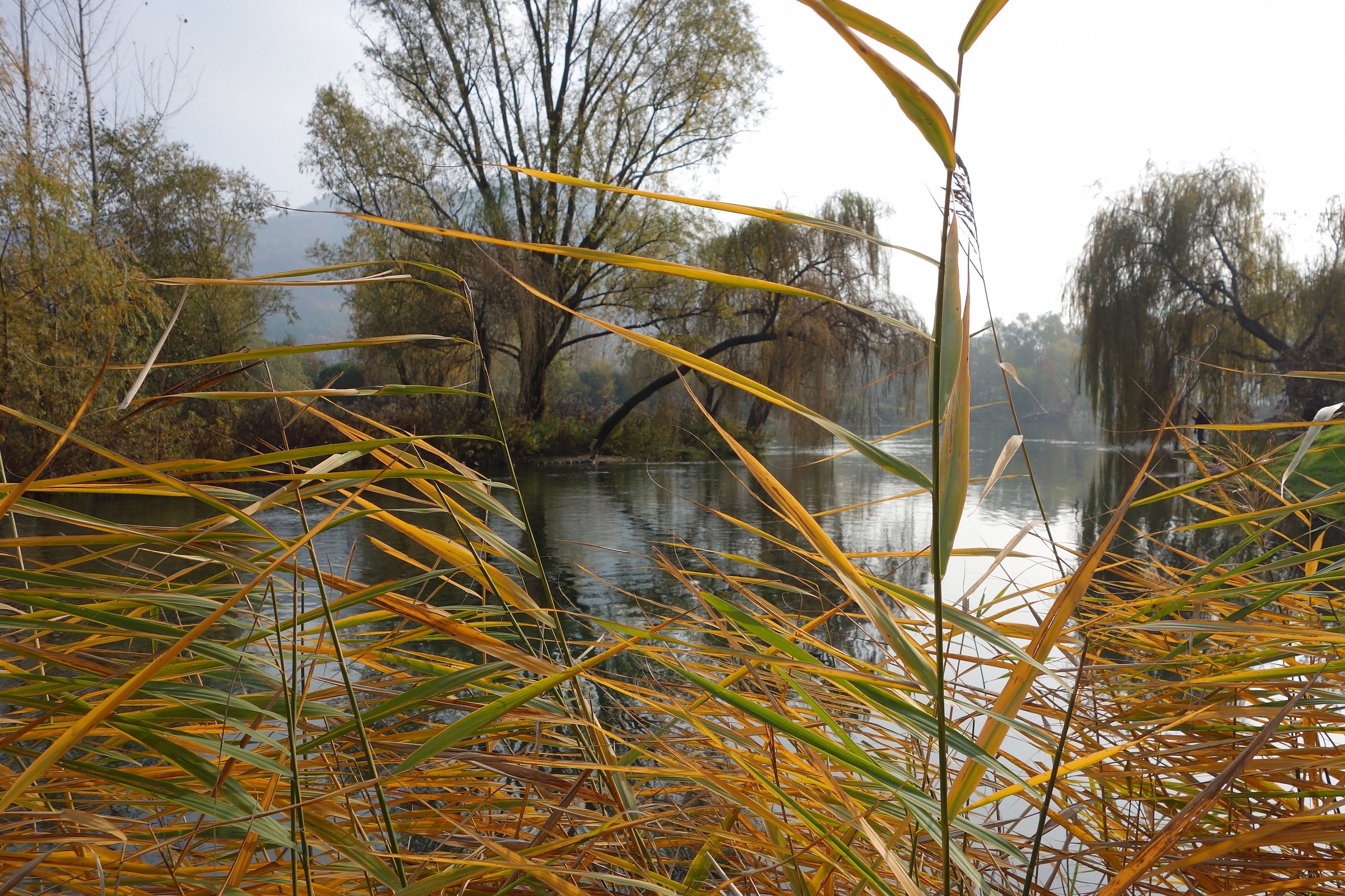 Adda, colori d'autunno presso l'isolotto di Brivio