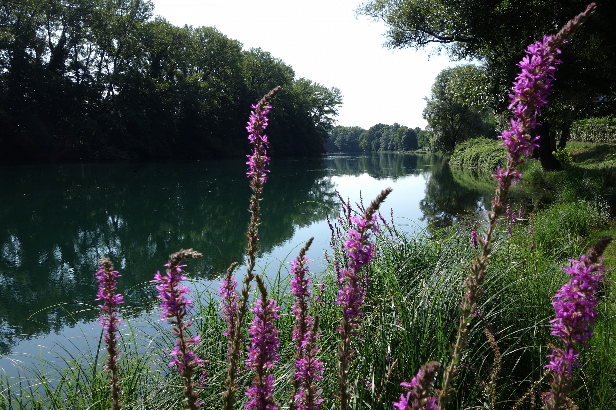 Adda, flowering Purple loosestrife