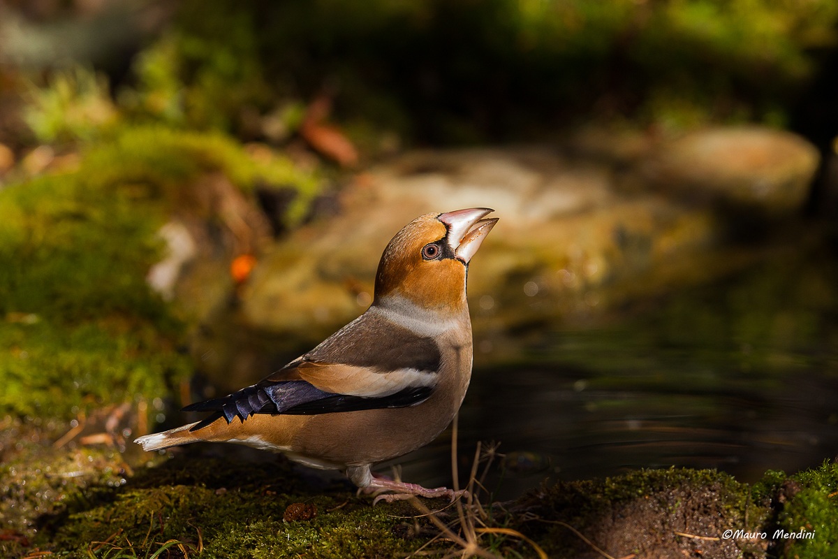Giù tutta d'un fiato