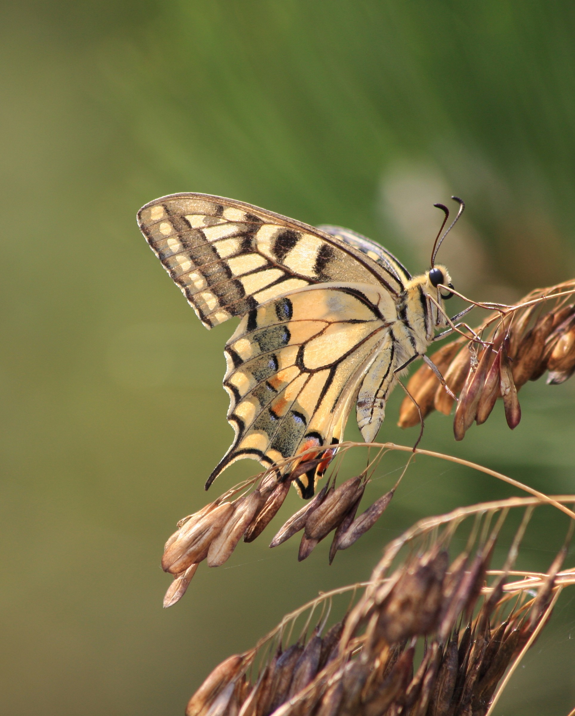 Machaon